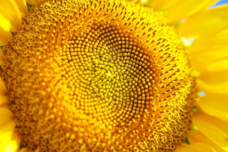 Czym jest pyłek kwiatowy